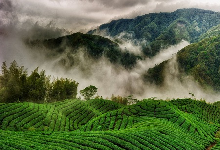 How can the issue of price decline and drop in production of tea be addressed