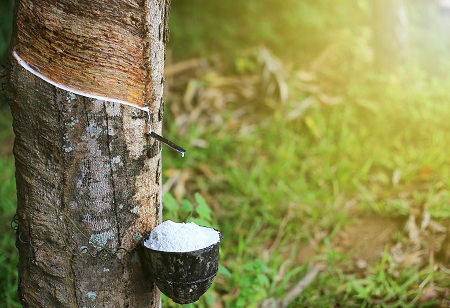 Tyre Manufacturers to Invest in Natural Rubber Production in North East