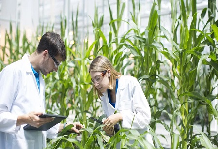 Enhanced Yield and Reduced Vulnerability through Agricultural Biotechnology