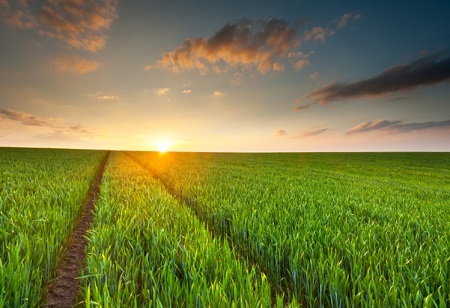 Top Trends in Crop Nutrition