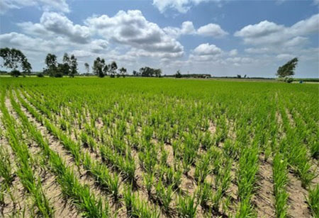Bayer, GenZero and Shell collaborate to reduce methane emissions in rice cultivation