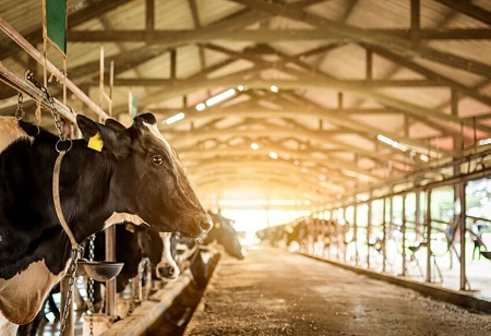 Top Three Trends Driving the Growth of Dairy Industry