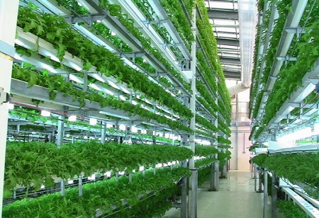 Technological Advancements Driving the Way for Hydroponics Farming