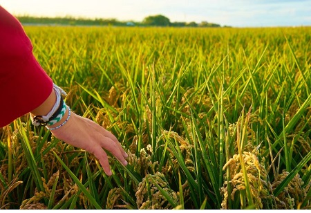 Govt Launches Crop-Wise Planning Drive to Boost Soybean Yields First