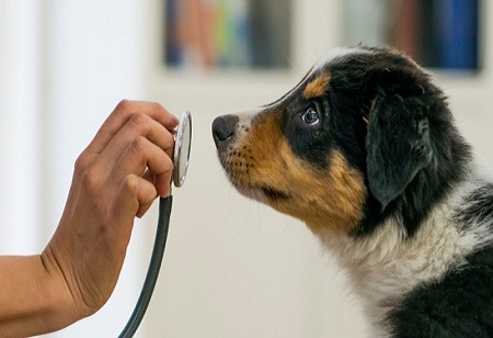 Top 6 trends to look for in the veterinary medicine industry