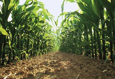Bayer Crop Science Ropes in BigHaat For Last Mile Delivery