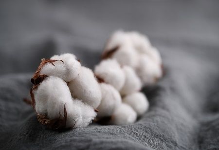 Cotton Sowing Decline Raises Export Concerns