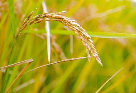 Bayer Launches BICOTA to Protect Rice Crops from Stem Borer