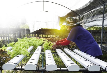Aeroponics Industry Fighting its way to robust future