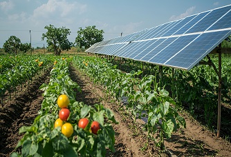 India Targets 5 GW Agrivoltaics Capacity Under New Push, Industry Outlook