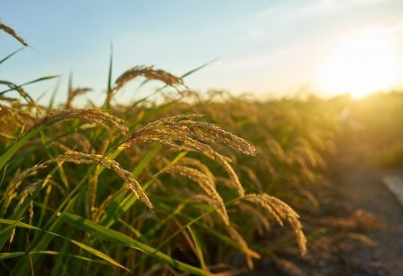  agriculture and allied sectors, digital public infrastructure, Industry Outlook
