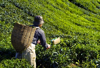Floods and Heat Push North India's Tea Industry Into Crisis