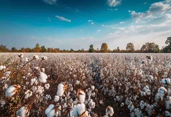 Indian Cotton: DCTI and Rs5,659cr Value Chain Push Industry Outlook