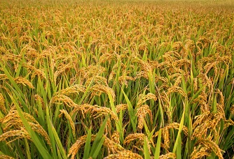 UP Paddy Procurement Injects ₹5,000 Cr Into Rural Economy